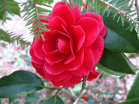 gardenia roja.